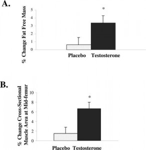 Figure 1.*  Lean body mass (Panel A) and thigh muscle mass (Panel B) increased in the women who received testosterone replacement therapy compared to those who received placebo(2). 