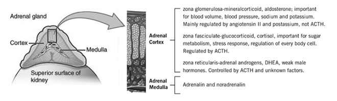 Permanent Adrenal Insufficiency Effects On Longevity And Quality Of 